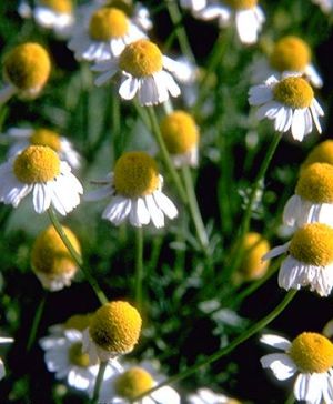 Matricaria chamomilla