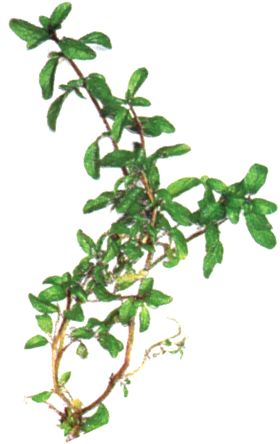 Mentha pulegium