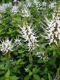 Orthosiphon stamineus