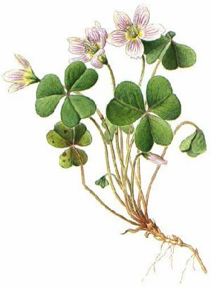 Oxalis acetosella