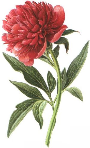 Paeonia officinalis