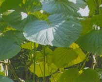 Pothomorphe umbellata