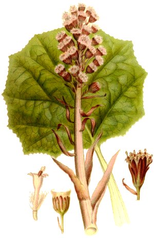 Petasites ovatus