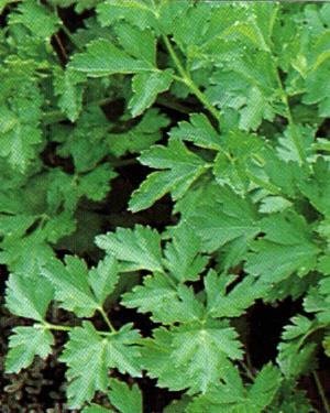 Petroselinum crispum