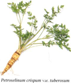 Petroselinum crispum