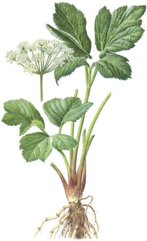 Peucedanum ostruthium