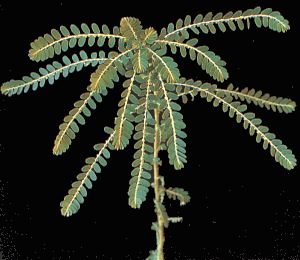Phyllanthus niruri
