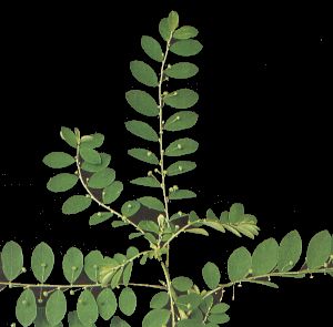 Phyllanthus tenellus