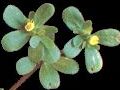 Portulaca oleracea