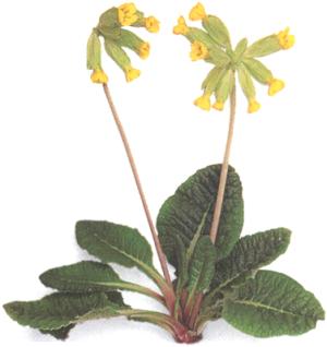 Primula veris