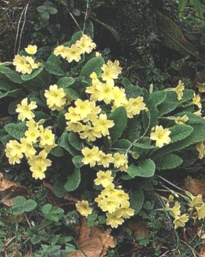Primula vulgaris