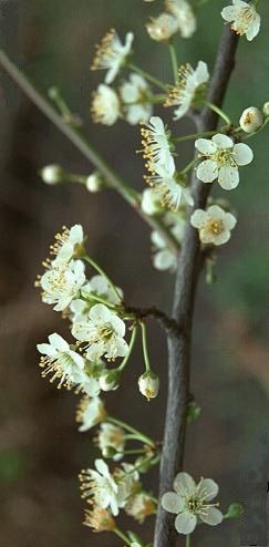 Prunus spinosa