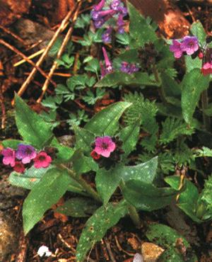 Pulmonaria officinalis