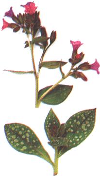 Pulmonaria officinalis