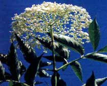 Sambucus nigra