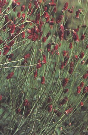 Sanguisorba officinalis