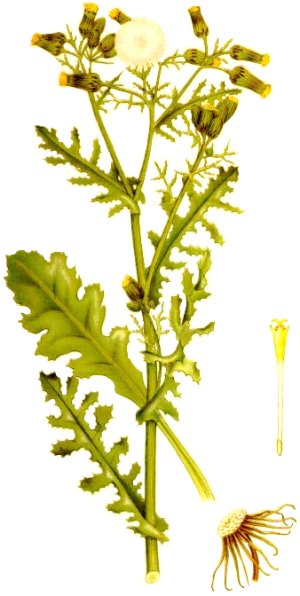 Senecio vulgaris