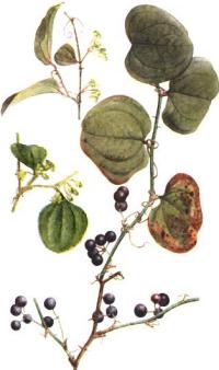 Smilax glauca
