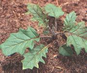 Solanum fastigiatum