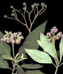 Solanum paniculatum