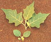 Solanum paniculatum
