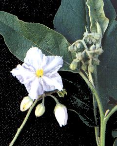 Solanum variabile