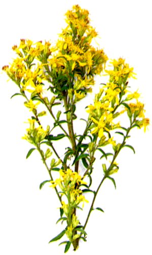 Solidago virgaurea
