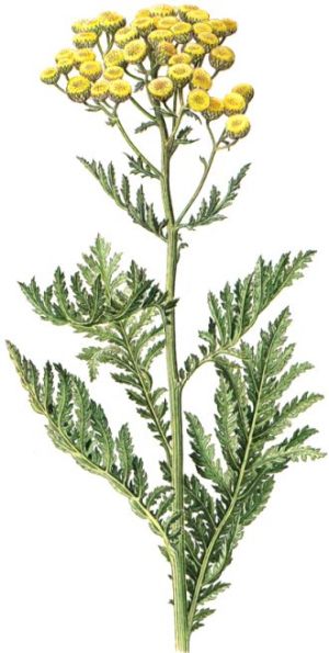 Tanacetum vulgare