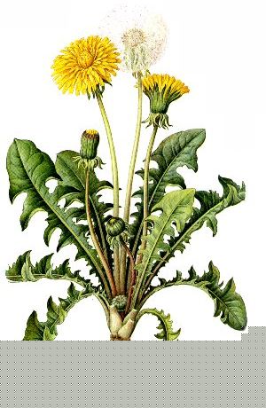 Taraxacum officinale