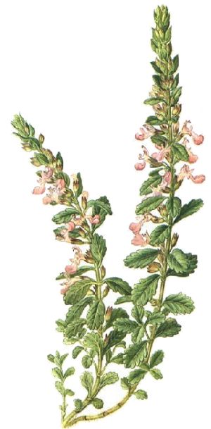 Teucrium chamaedrys