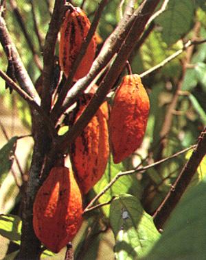 Theobroma cacao