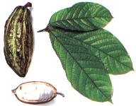 Theobroma cacao