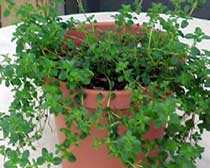 Thymus vulgaris