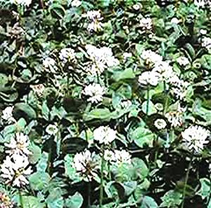Trifolium repens