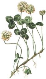 Trifollium repens