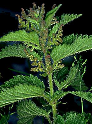 Urtica dioica
