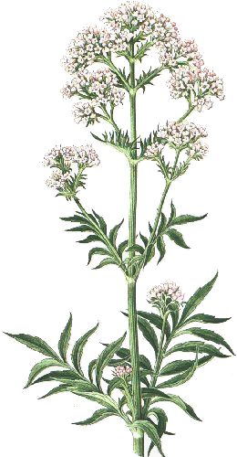 Valeriana officinalis