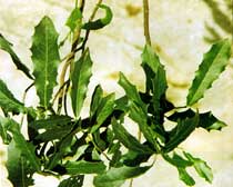 Maytenus ilicifolia