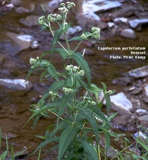Eupatorium perfoliatum